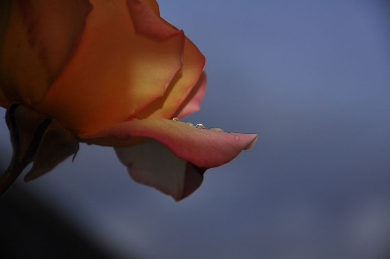 %_tempFileNamerose-clair-obscur%